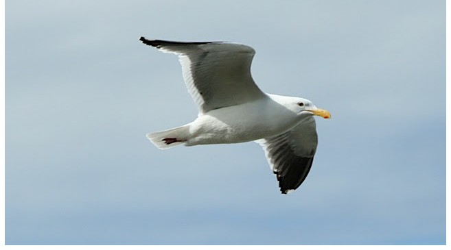 seagul